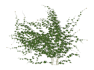 绿色攀援植物模型