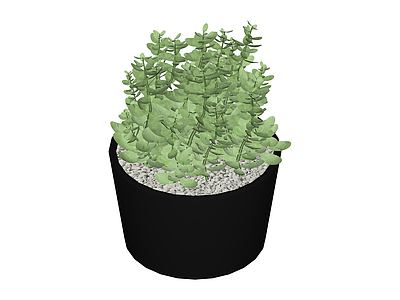 带盆绿植盆栽