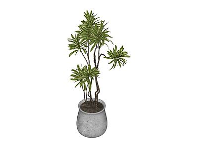 盆栽绿植组合