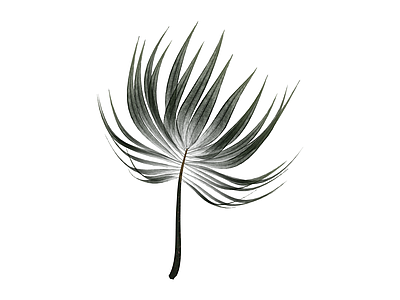 单支棕榈叶