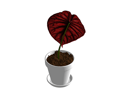 红叶盆栽植物