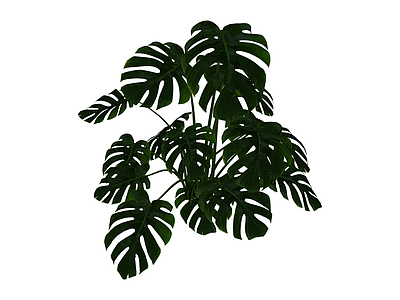 龟背竹绿植盆栽