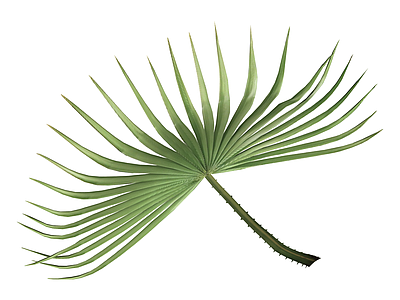 绿色散尾葵植物
