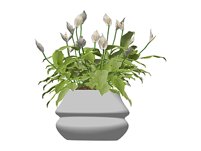 白掌盆栽绿植模型