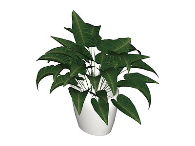 白色花盆绿植盆栽