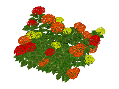 红橙黄三色绣球花丛