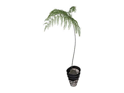 盆栽蕨类植物