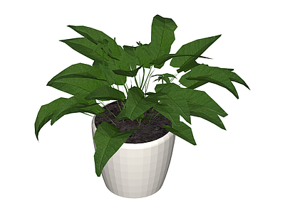 白盆绿植盆栽