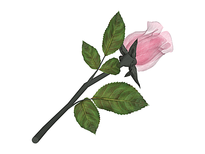 粉色半透明玫瑰花束