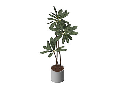 灰色花盆绿植组合