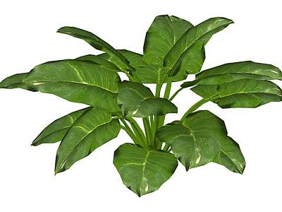 带盆绿植盆栽