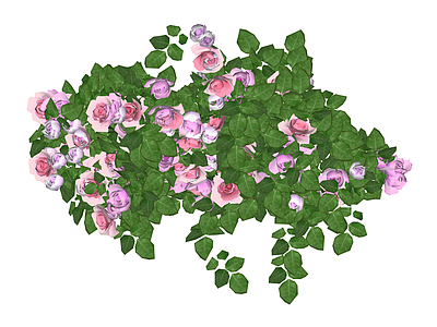 粉色藤本月季攀援植物