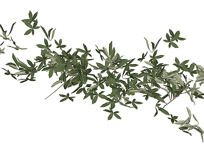 橄榄枝植物组合