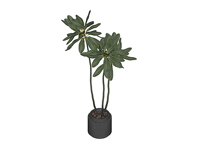 带盆绿植盆栽