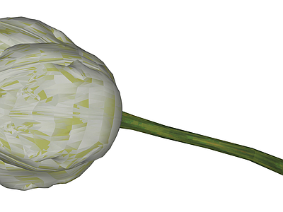 白色郁金香花艺模型