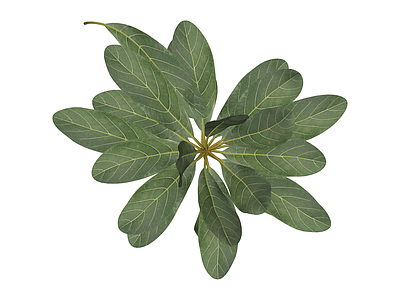 阔叶绿植模型