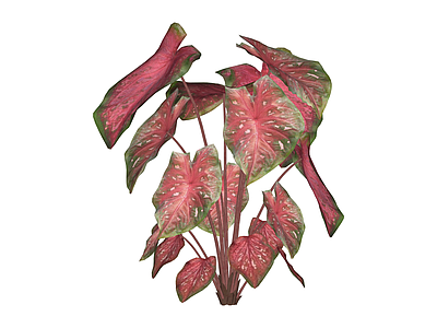 红叶彩叶芋盆栽植物