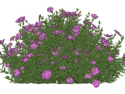 紫色灌木植物模型