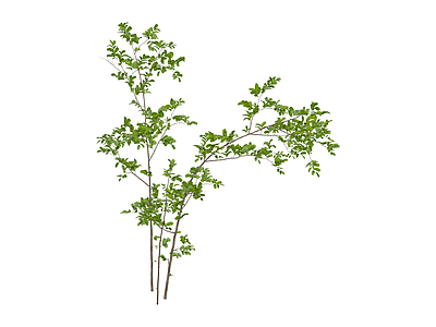 丛生绿植灌木模型