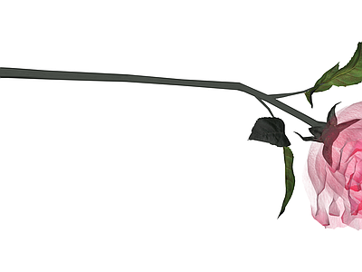 粉色玫瑰花艺模型
