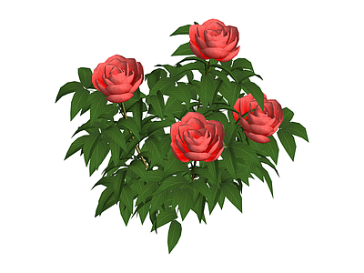 红色牡丹花灌木