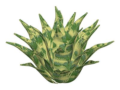 斑叶芦荟植物模型
