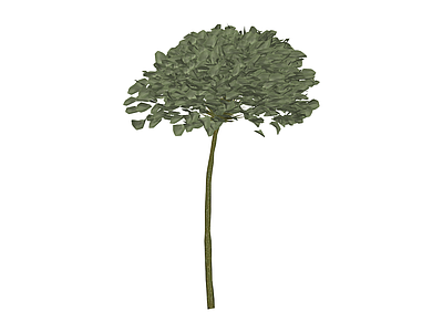 带茎独立植物模型
