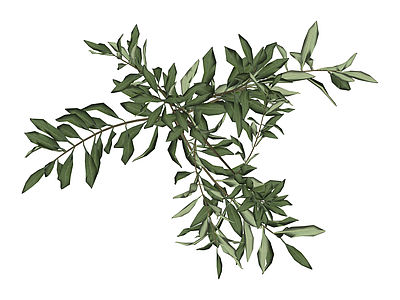 仿真橄榄枝植物模型