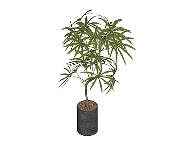 盆栽绿植模型