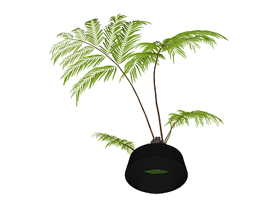 盆栽蕨类植物模型