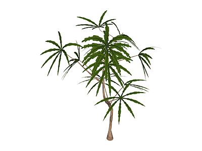 绿色棕榈科植物