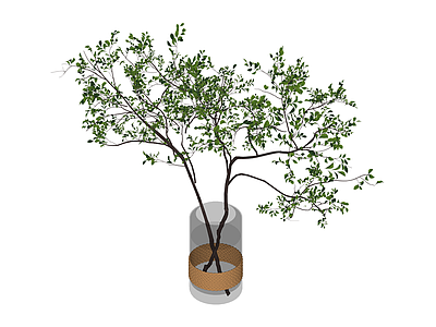 玻璃花瓶绿植组合