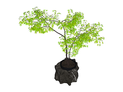 盆栽绿植景观