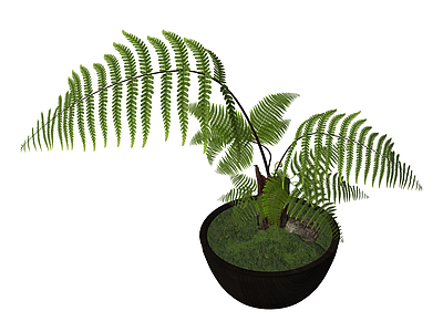 盆栽蕨类植物