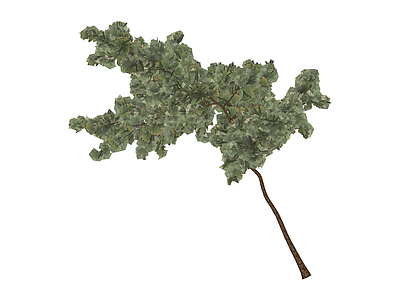 倾斜树冠植物模型