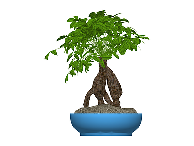 蓝色盆发财树盆栽