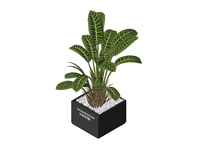盆栽绿植带盆