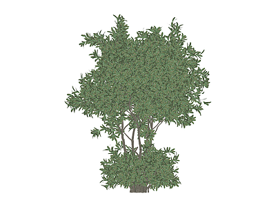 带盆绿植树木