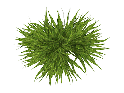 绿色丛生灌木植物