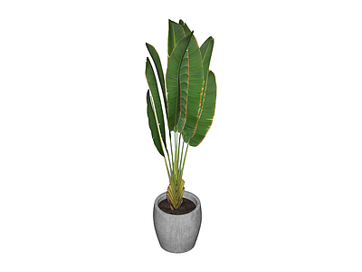 灰色花盆绿植盆栽
