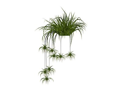 吊盆绿植组合