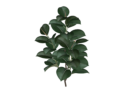 仿真橡皮树绿植