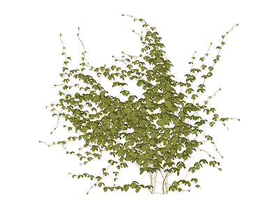绿色藤蔓植物模型