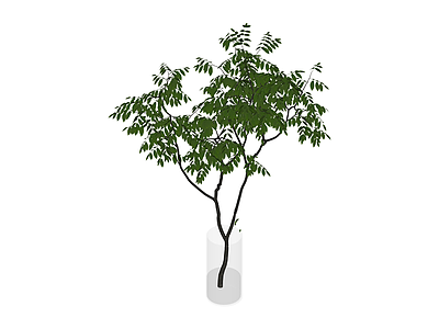 透明花瓶插枝绿植