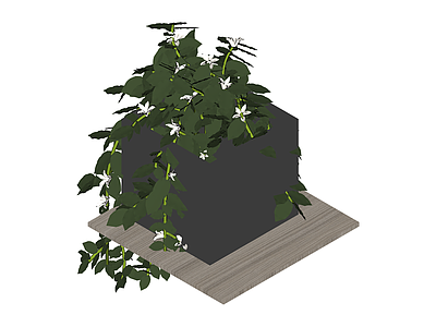 方形花盆绿植组合