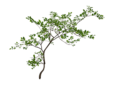 独立绿植树木模型