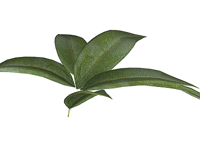 绿色阔叶植物组件