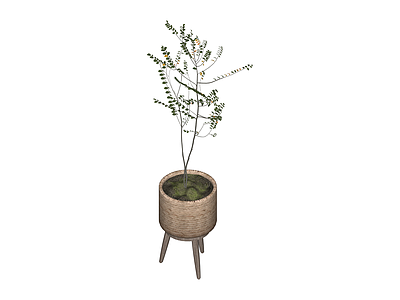 盆栽绿植组合