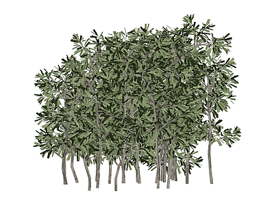 多株丛生灌木模型