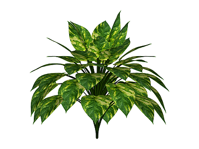 带盆绿植盆栽